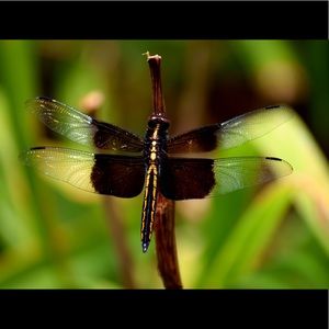 Meet your Posher, Lynn